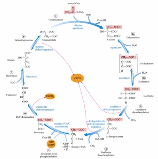 代谢组学（系统生物学的组成部分）
