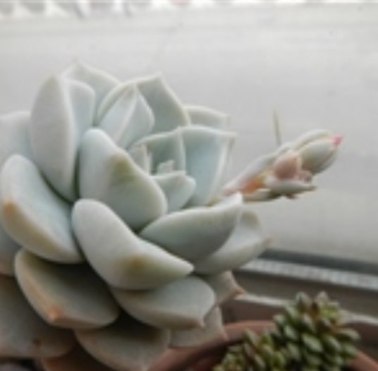 白牡丹（景天科风车石莲属多年生多肉植物）