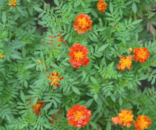 孔雀草（中药材）