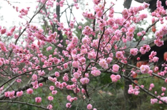 桃属