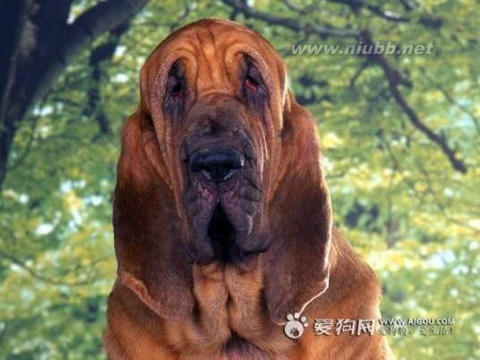 寻血猎犬（动物）