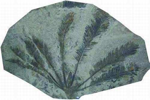裸子植物化石