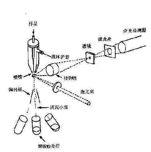 荧光检测