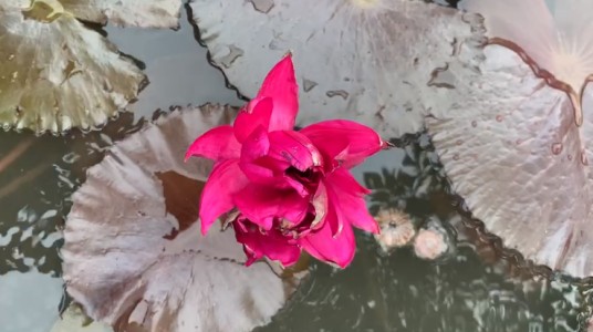 四蒂莲
