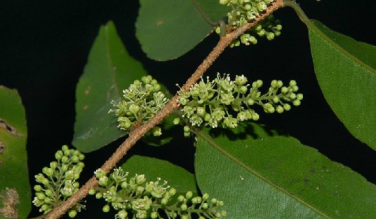 马桂花（紫金牛科酸藤子属植物）