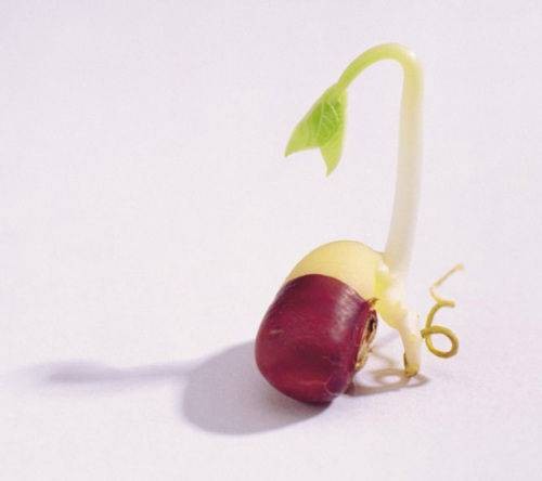 芽（维管植物中枝条或花的雏型）