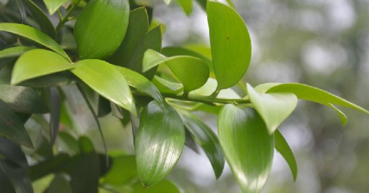 竹柏（中药）