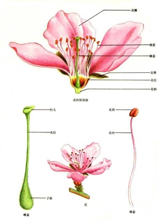 花香(花的香气)