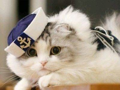 猫保安