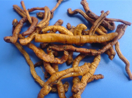 远志（中药）