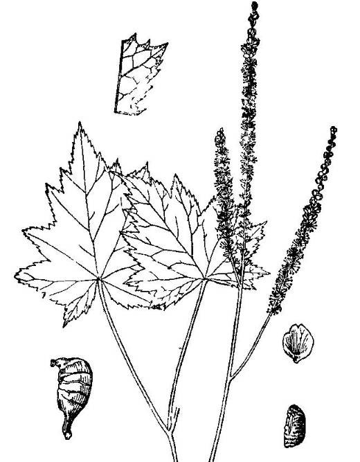 三面刀（中药材）