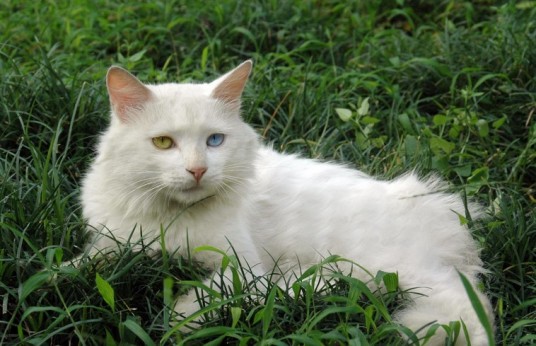 临清狮猫