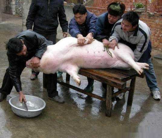 杀猪（手艺）