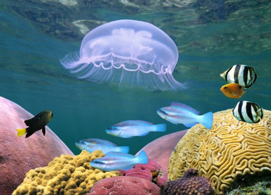 水生生物