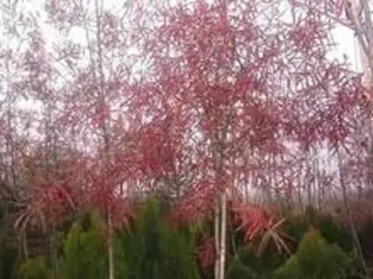 柳栎