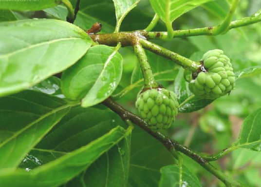 番荔枝(中药材)