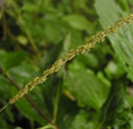 鼠尾粟(中药)