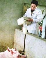 牛奶猪