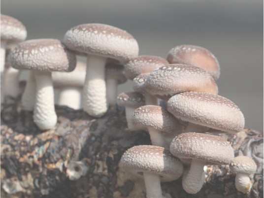 香菇(中药)