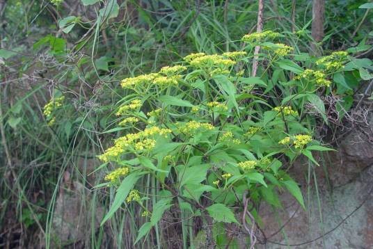 败酱草（败酱科植物）