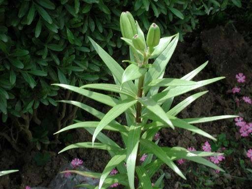 苦檀子(植物)