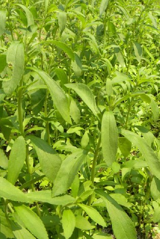 甜叶菊（中药）