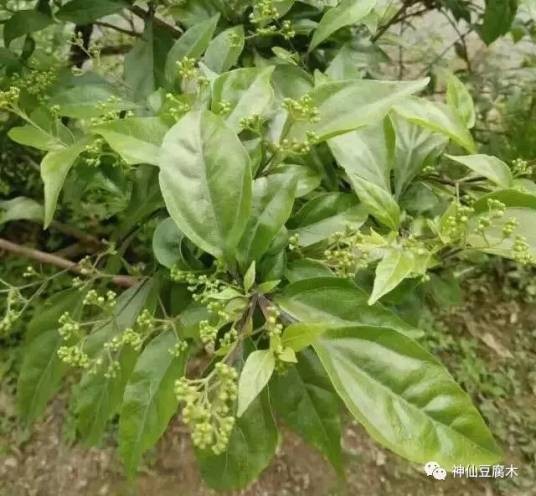 广西斑鸠菊