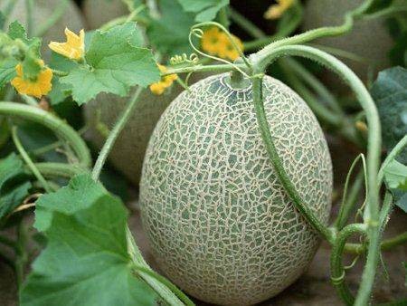 蜜瓜(葫芦科黄瓜属植物甜瓜一品种)