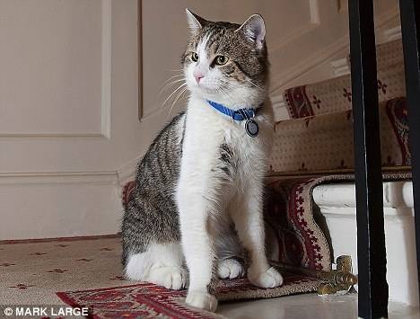 御猫拉里