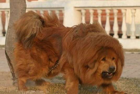 红獒