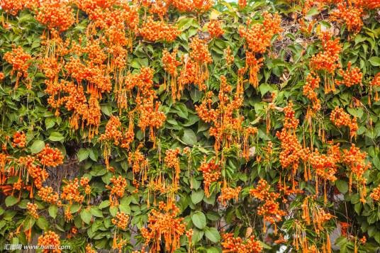 炮仗花(中药)