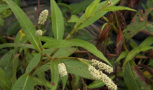 毛蓼（蓼科蓼属植物）