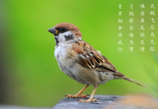 雀脑