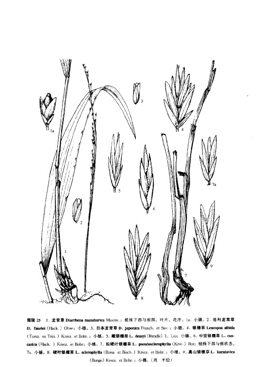 龙常草（中药材）