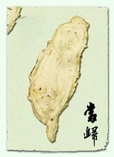 当归(伞形科当归属植物)