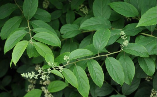 紫金皮（昆明山海棠根皮）