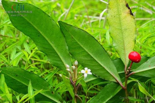 珍珠伞（报春花科紫金牛属植物）