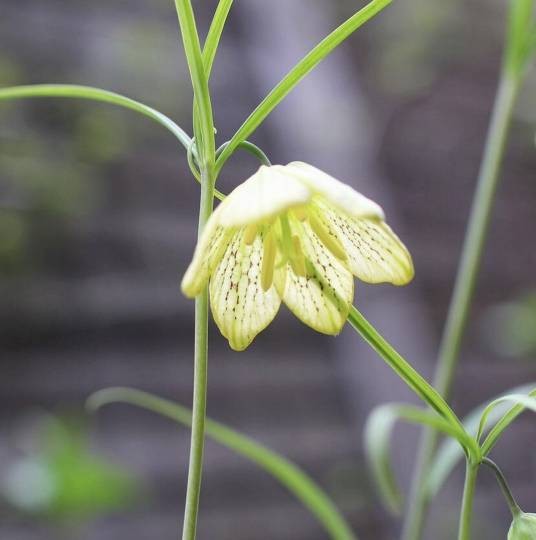 浙贝母（百合科贝母属植物）