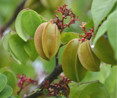 阳桃根