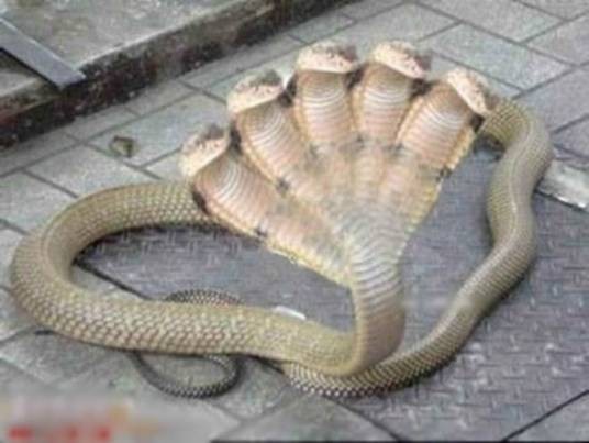 五头蛇