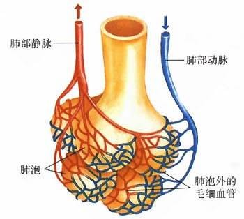 血清游离甲状腺素