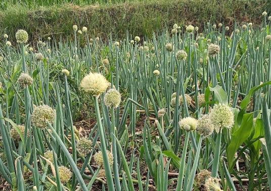 葱(石蒜科、葱属植物)