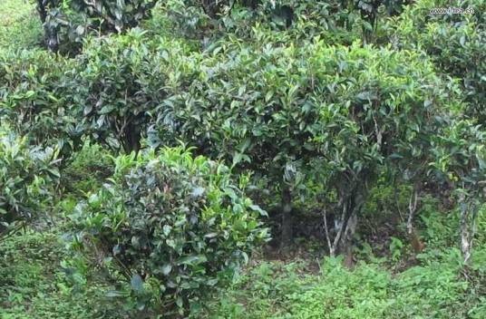 野茶树