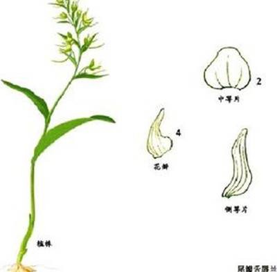 披针唇舌唇兰