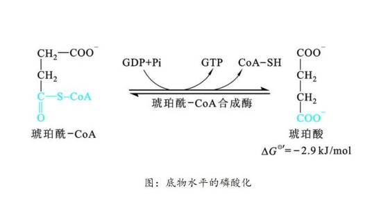 底物水平磷酸化
