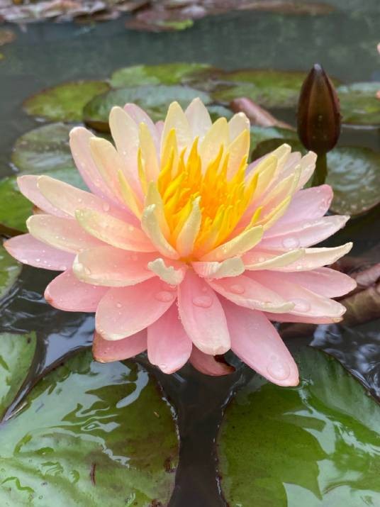 睡莲（睡莲科睡莲属植物）