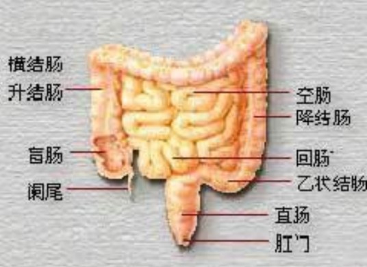 降结肠