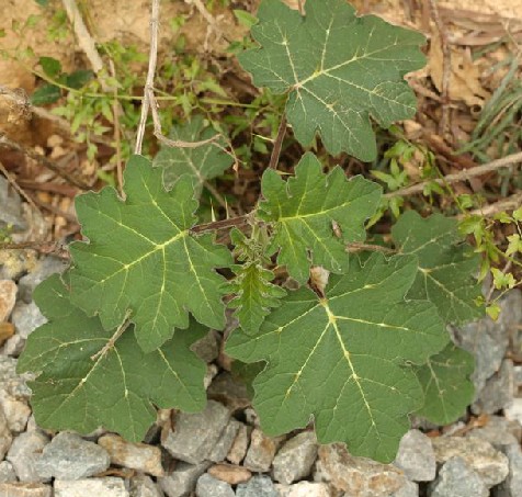 野颠茄