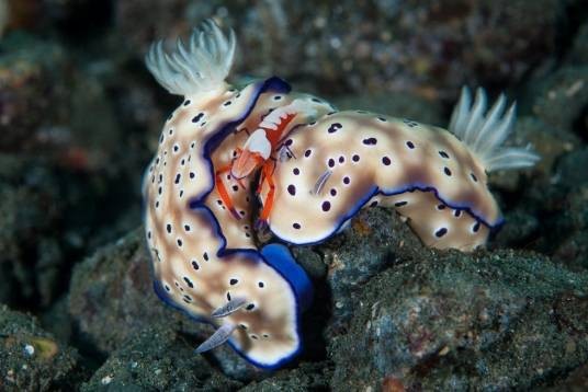 海牛(软体动物)