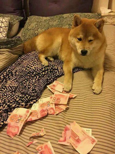 萌宠